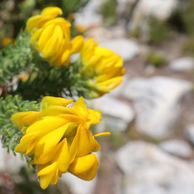 Aspalathus capitata, photographed by Diana Studer