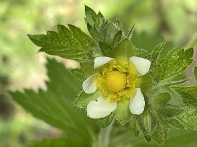 Drymocallis glandulosa, photographed by Irene