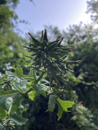 Lactuca ludoviciana, photographed by Evelyn Lazzaretti 🏳️‍⚧️