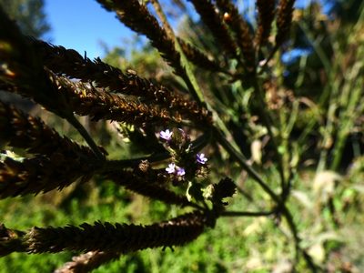 Verbena litoralis, photographed by Lincayaren Trujillo Olivares