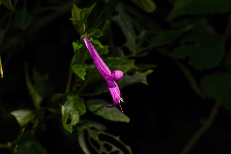Dicliptera iopus, photographed by Trevor Van Loon