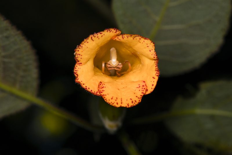 Solenophora calycosa, photographed by Trevor Van Loon