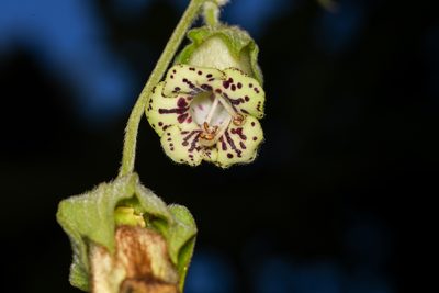 Kohleria tigridia, photographed by Trevor Van Loon