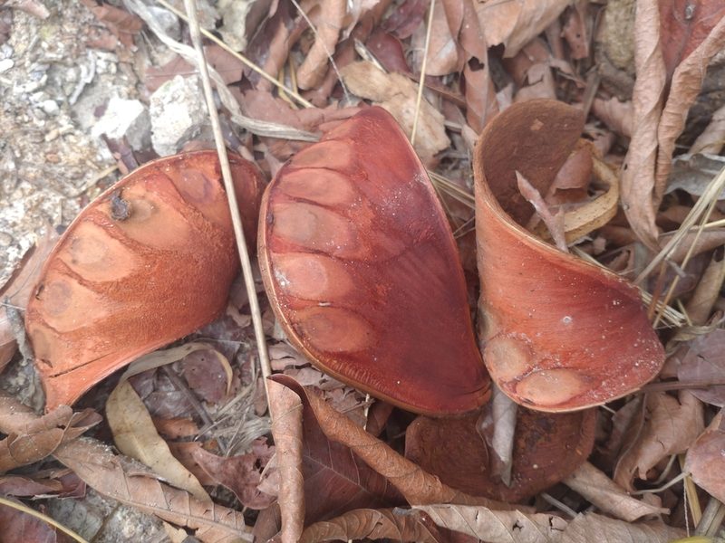 Xylia xylocarpa, photographed by Utain Pummarin