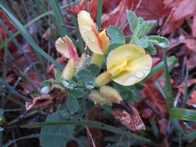 Chamaecytisus hirsutus, photographed by Marco Mussita