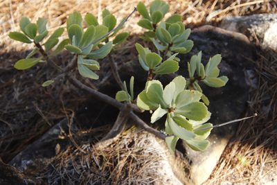 Othonna dentata, photographed by Tony Rebelo