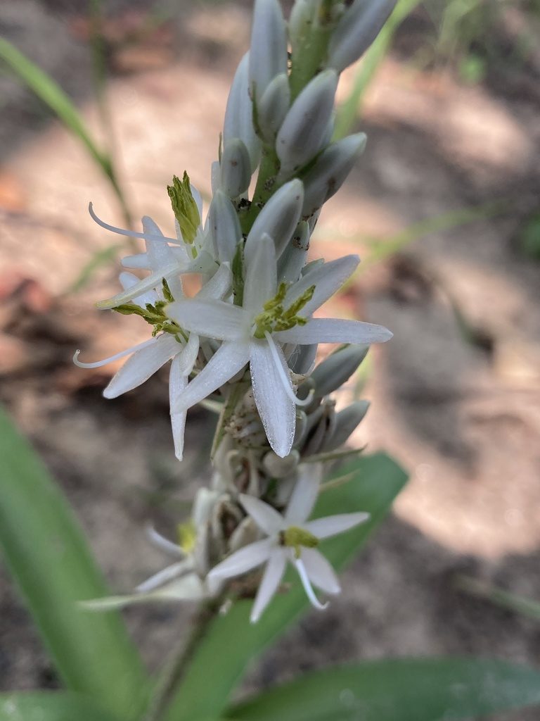 Chlorophytum arundinaceum, photographed by John Kenrick Gibson