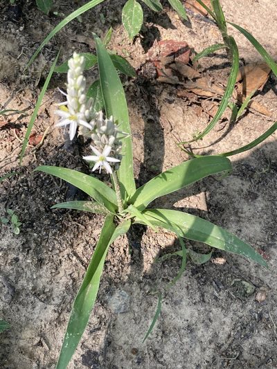 Chlorophytum arundinaceum, photographed by John Kenrick Gibson