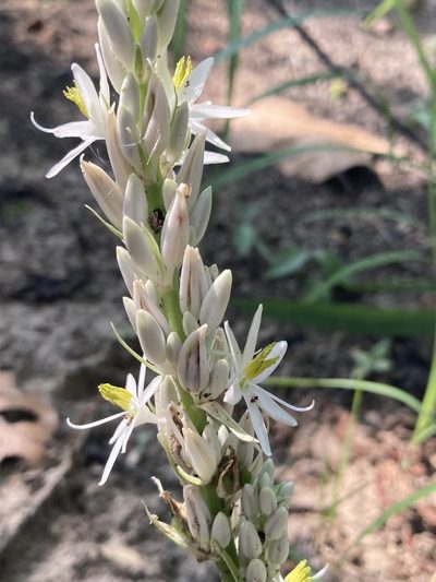 Chlorophytum arundinaceum, photographed by John Kenrick Gibson