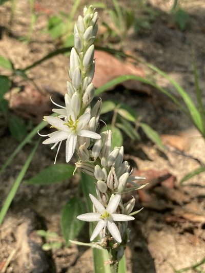 Chlorophytum arundinaceum, photographed by John Kenrick Gibson