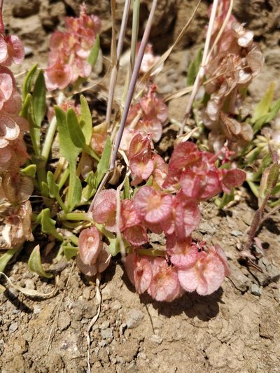 Rumex cyprius, photographed by Marios Thoma