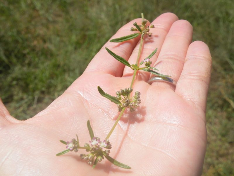 Gisekia africana, photographed by Antoinette Eyssell Knox