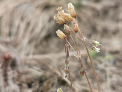 Holosteum umbellatum, photographed by Grzegorz Grzejszczak