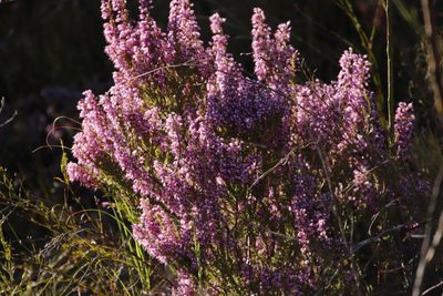 Erica nudiflora, photographed by Tony Rebelo