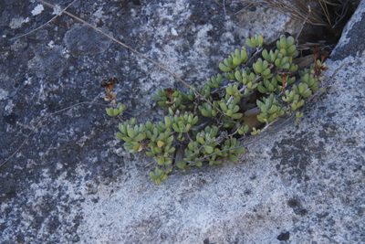 Lampranthus falciformis, photographed by Tony Rebelo