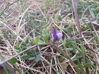 Vicia lathyroides, photographed by Grzegorz Grzejszczak