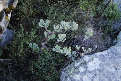 Othonna dentata, photographed by Tony Rebelo