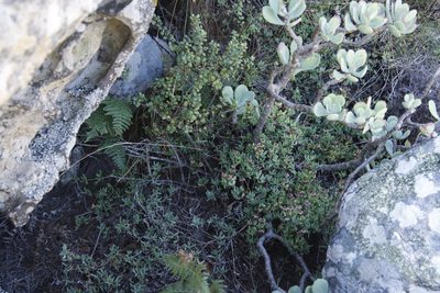 Lampranthus falciformis, photographed by Tony Rebelo
