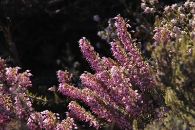 Erica nudiflora, photographed by Tony Rebelo