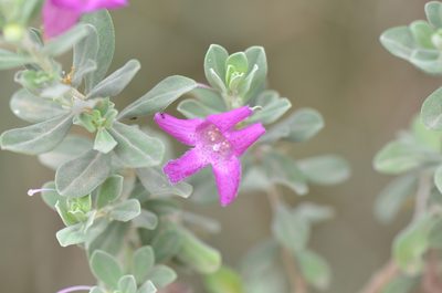 Leucophyllum frutescens, photographed by Center for Urban Ecology