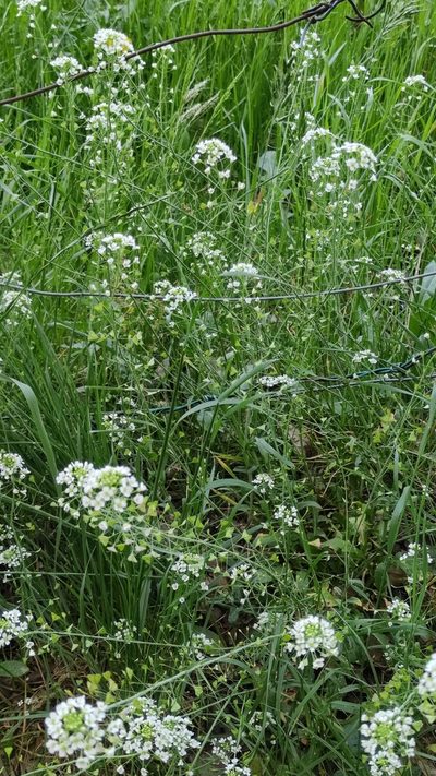 Capsella grandiflora, photographed by Andrea Mologni