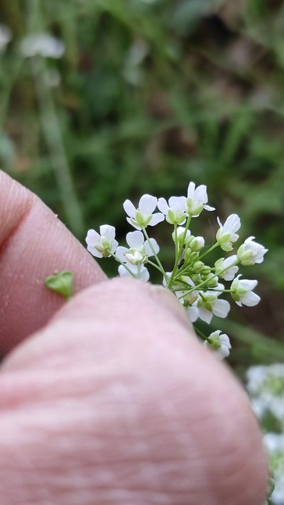 Capsella grandiflora, photographed by Andrea Mologni