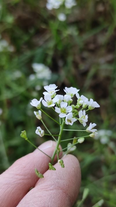 Capsella grandiflora, photographed by Andrea Mologni