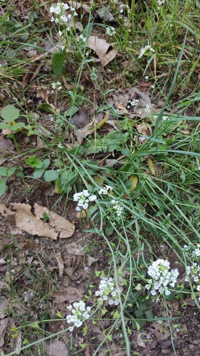 Capsella grandiflora, photographed by Andrea Mologni