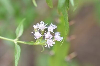 Chromolaena odorata, photographed by Center for Urban Ecology