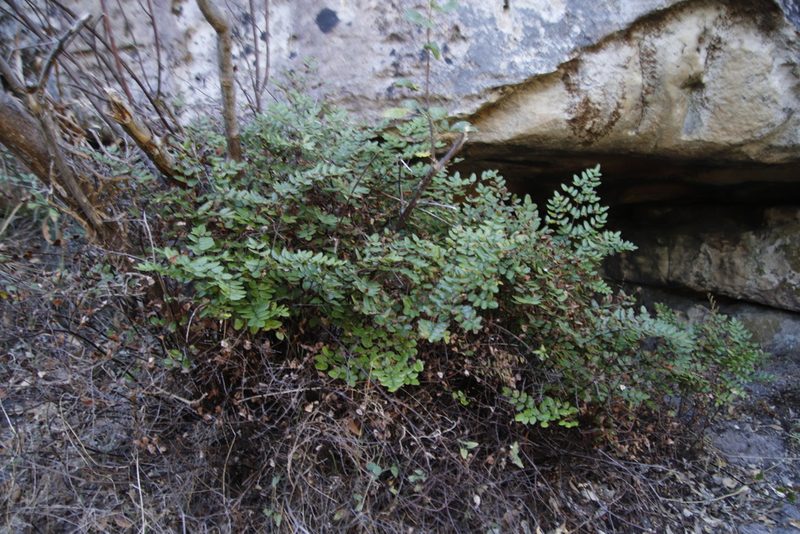 Choristosoria pteroides, photographed by Tony Rebelo