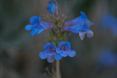 Penstemon cyananthus, photographed by Rolf Lawrenz