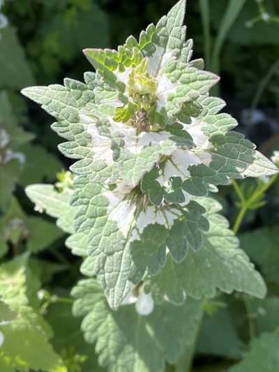 Lamium moschatum, photographed by Bob Walker