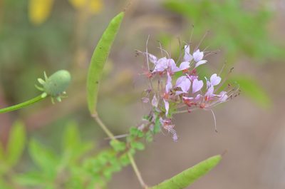 Cleome dodecandra