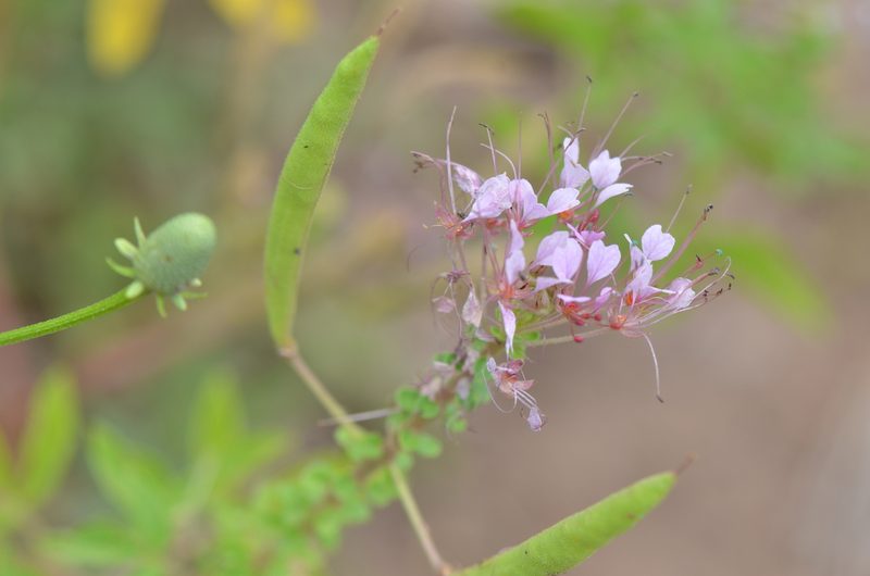 Cleome dodecandra, photographed by Center for Urban Ecology