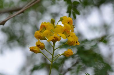 Erythrostemon mexicanus, photographed by Center for Urban Ecology
