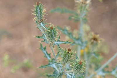 Argemone aenea, photographed by Center for Urban Ecology