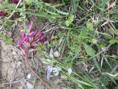 Astragalus monspessulanus, photographed by Andre Hosper