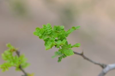 Ebenopsis ebano, photographed by Center for Urban Ecology