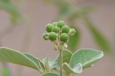Solanum erianthum, photographed by Center for Urban Ecology