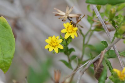 Trixis inula, photographed by Center for Urban Ecology