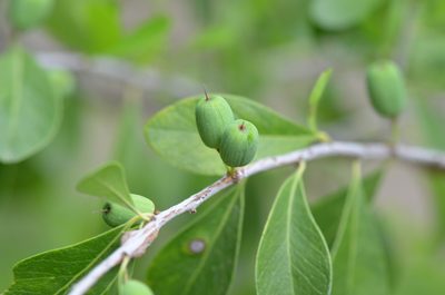 Sideroxylon celastrinum, photographed by Center for Urban Ecology