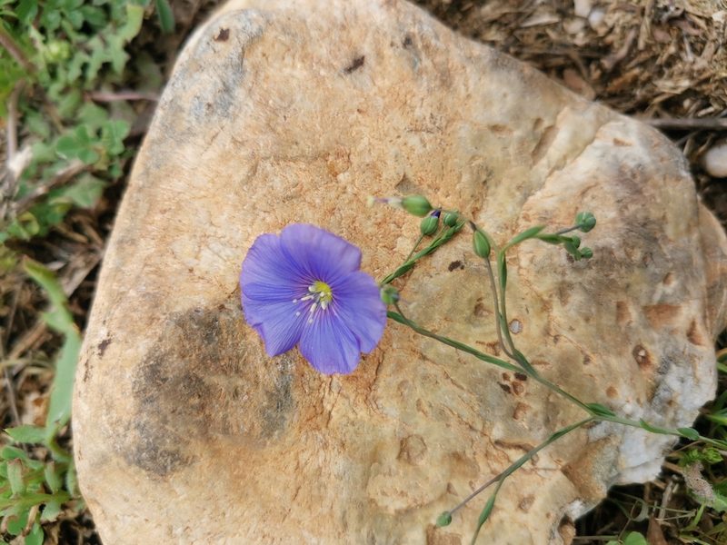 Linum narbonense, photographed by Thomas M