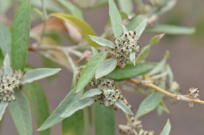 Buddleja sessiliflora, photographed by Center for Urban Ecology