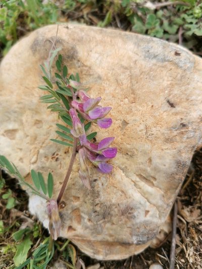 Vicia pannonica, photographed by Thomas M