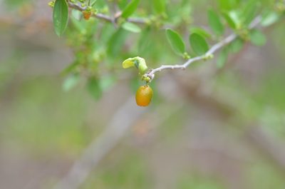 Celtis pallida, photographed by Center for Urban Ecology