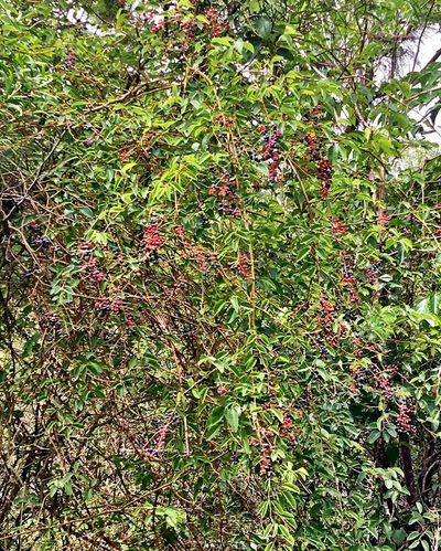 Berchemia floribunda, photographed by Yj