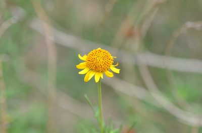 Sidneya tenuifolia, photographed by Center for Urban Ecology