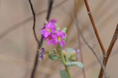 Melochia tomentosa, photographed by Center for Urban Ecology