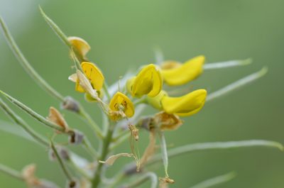 Sophora tomentosa, photographed by Center for Urban Ecology
