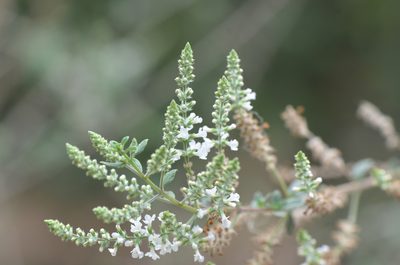 Aloysia gratissima, photographed by Center for Urban Ecology